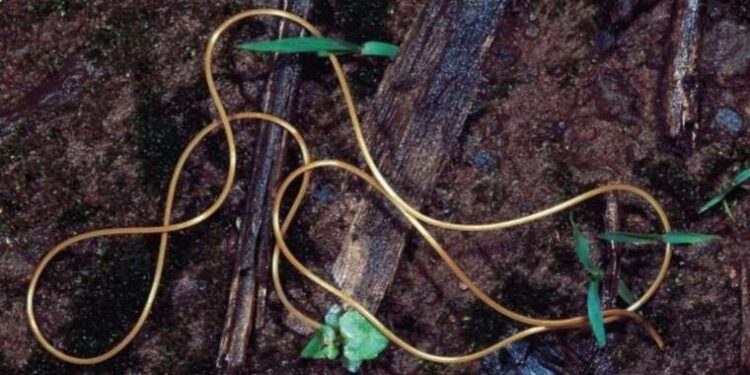 Ankara Müftüsü Çınar’dan yeni fetva: Yabani eşeğin eti de sütü de helal!