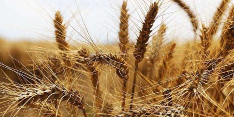 TMO Tekirdağ Başmüdürü Bihter Demiral: Buğdayda fiyat artışına gerek yok