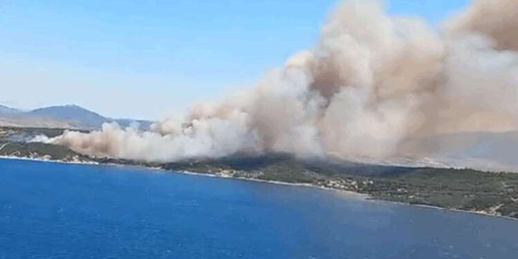 Bakan Koca'dan İzmir Menderes'teki orman yangınından etkilenenlerin sağlık durumuna ilişkin açıklama