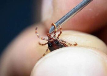 Kene kabusu geri döndü: Sivas’ta yılın 4. ölümü gerçekleşti