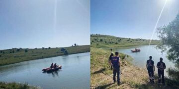 Gen düzenlemesiyle yüksek verimli ağaç yetiştirildi