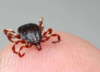 Uzmanlardan 'Kene vakaları artışa geçti' uyarısı