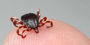 Uzmanlardan 'Kene vakaları artışa geçti' uyarısı