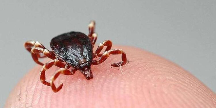 Uzmanlardan 'Kene vakaları artışa geçti' uyarısı