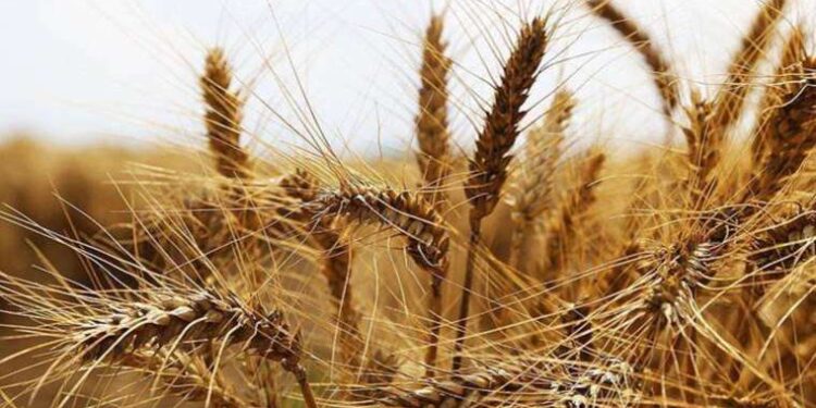 Buğday fiyatları beş ayın zirvesinde