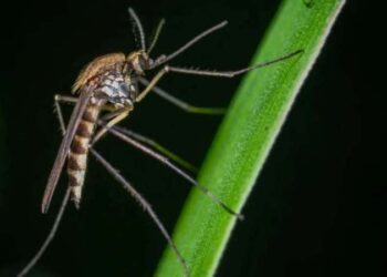 'İstilacı sivrisinekler' için uzmanından kritik uyarı