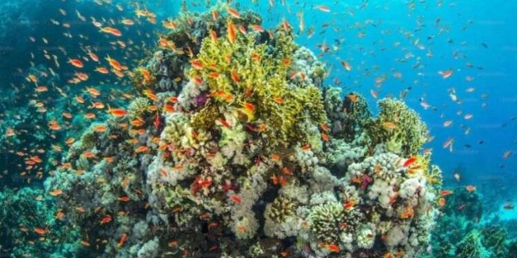 Dünya 36 milyon yılda bir biyolojik çeşitlilik patlaması yaşıyor