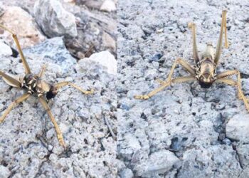 Srebrenitsa soykırımının 28’inci yılında Sırbistan’da anma töreni düzenlendi