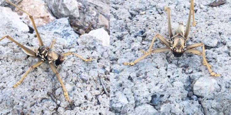 Srebrenitsa soykırımının 28’inci yılında Sırbistan’da anma töreni düzenlendi