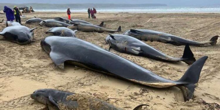 İstanbul’da evlere giren yarasalar paniğe neden oldu