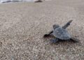 Kaplumbağa yuvalama alanı olan 25 sahilde gece yasağı