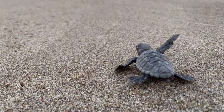Kaplumbağa yuvalama alanı olan 25 sahilde gece yasağı