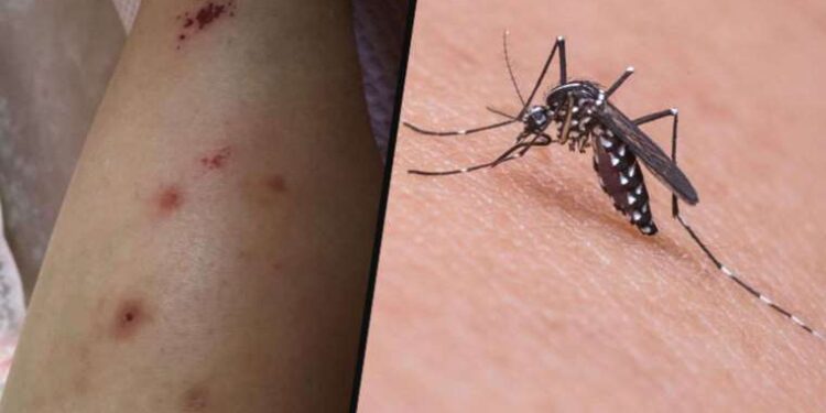 İzmir’de Asya Kaplan Sivrisineği paniği