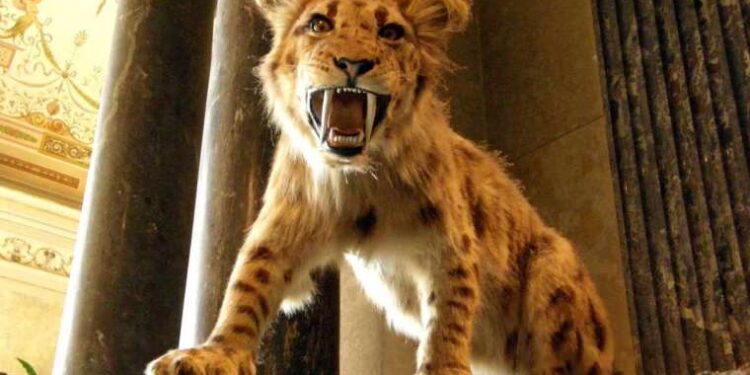 5 milyon yıllık fosiller, 2 yeni kılıç dişli kedi türünü ortaya çıkardı