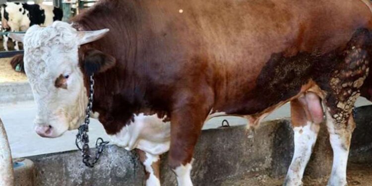 İlk boğa sperması ihracatı Azerbaycan'a yapıldı