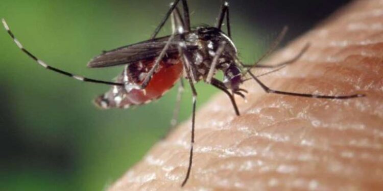 Milli Gazete yazarı Mustafa Kasadar’ın oğlunun cesedi bulunmuştu… Katil zanlısı tutuklandı