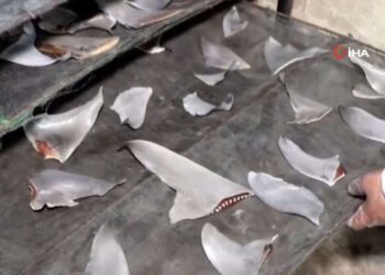 Jandarmadan kaçak göçmen operasyonu: 105 kaçak göçmen yakalandı