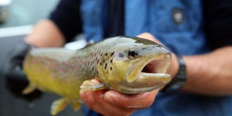 Norveç somonunda parazite rastlandı! 'Türk somonuna bulaşabilir' uyarısı