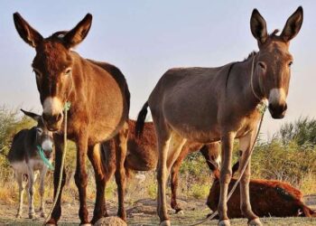 44 ilde 670 arsa açık artırma ile satışa sunuluyor