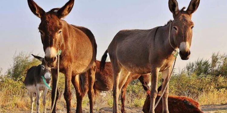 44 ilde 670 arsa açık artırma ile satışa sunuluyor