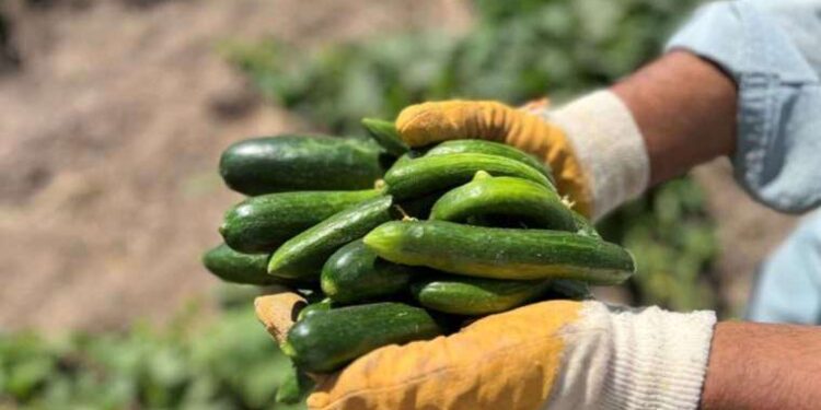 Tarladan sofraya coğrafi işaretli Çubuk Turşusu’nun hikayesi!