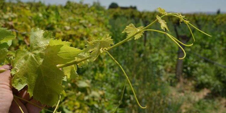 Manisa'da üzüm bağlarını