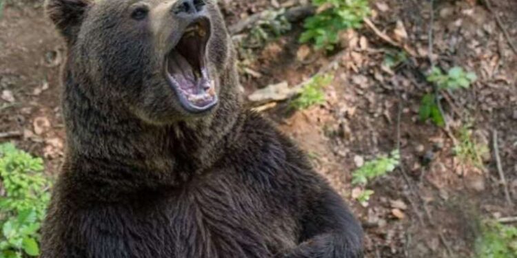 Türkiye’de ayı popülasyonu arttı: ‘Herkes bir yerlerde rastlamaya başladı’