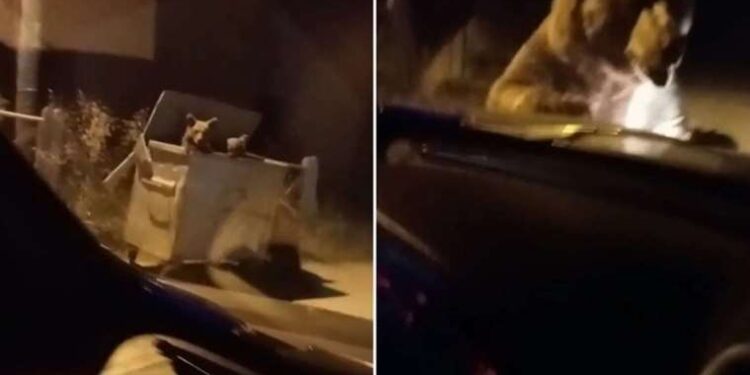 Uludağ’da ayı otomobilin önüne atladı