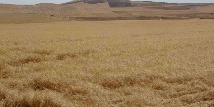 Uzmanı uyardı: Güneydoğu Anadolu Bölgesi’nde kene ve akrep vakalarında artış