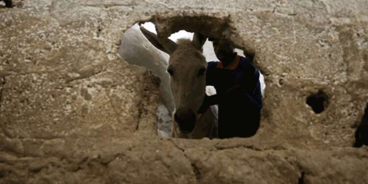 Mardin'de kadrolu eşeklere yaz mesaisi