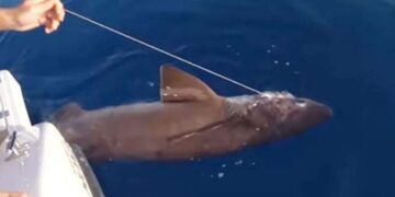 Nesilleri hızla azalıyor: Köpekbalıkları için 'sosyal medya' tehlikesi