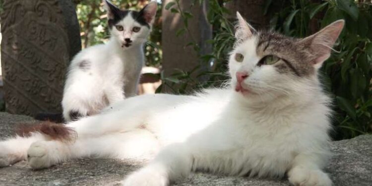 Eyüpsultan'da kedilerin üzerine asit döküldüğü iddiası