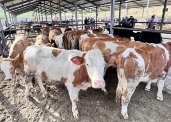 BM insansı yapay zekâ robot zirvesi düzenledi: “Dünyayı insanlardan çok daha iyi yönetebiliriz”