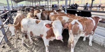 Konya'da şap alarmı: Hayvan pazarı kapatıldı