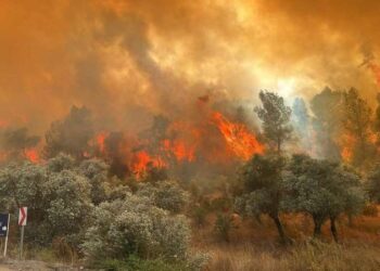 Muğla'da otluk alanda çıkan yangın ormana sıçradı!