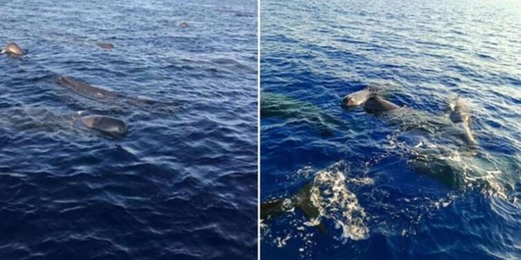 Türkiye’de kaşalot balinaları görüntülendi