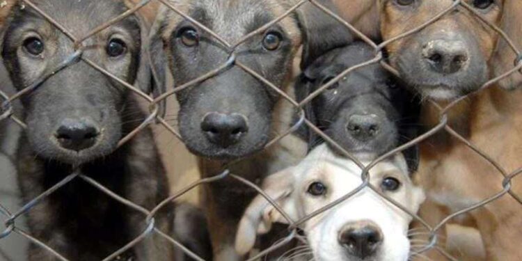 İstanbul Valiliği'nden 'sokak hayvanları' için talimat