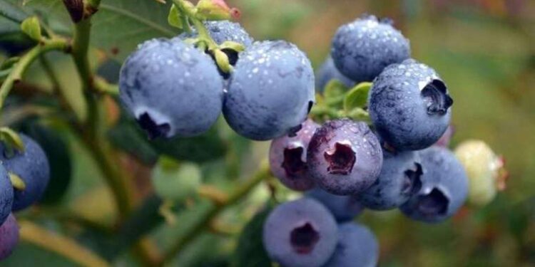 Son Dakika… Akbelen Ormanı’nda jandarma müdahalesi: Gözaltılar var!