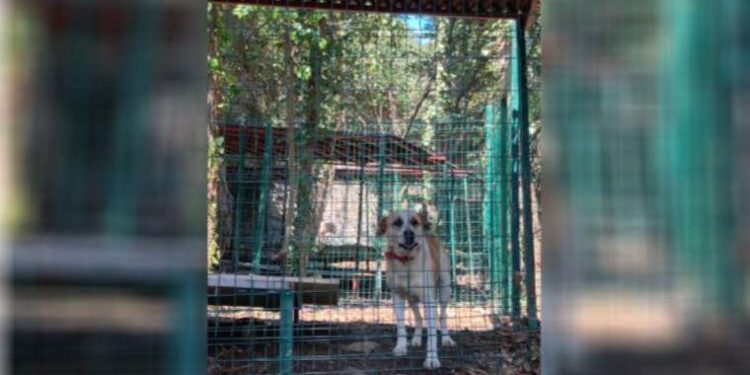 Boğaziçi'ndeki köpekleri yerleşkeden belediye barınağına taşıyacaklar!