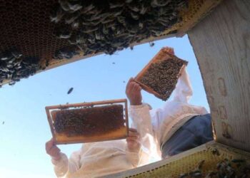 Üretim maliyeti arttı: Bala zam yolda!