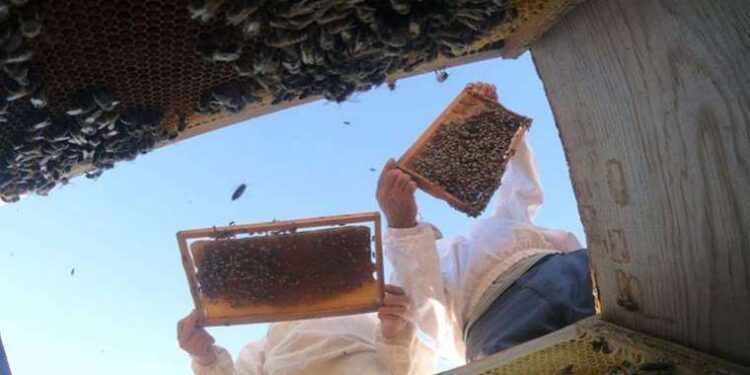 Üretim maliyeti arttı: Bala zam yolda!