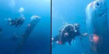 Tayvanlı dalgıçlar karşılaştıkları tuhaf deniz canlısını fotoğrafladı