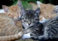 Ölümcül kedi virüsü Kıbrıs'ı ele geçirdi