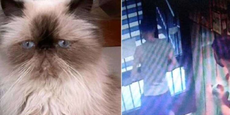 Şişli'de bir garip hırsızlık: İki bilgisayar bir kedi çaldılar