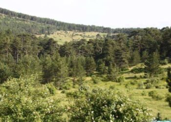 Yangınların ardından Eskişehir'de ormanlara girişler yasaklandı