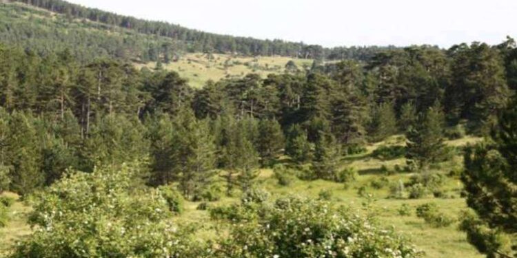 Yangınların ardından Eskişehir'de ormanlara girişler yasaklandı