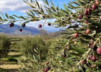 Danıştay'dan 'zeytinlikler' hakkında karar