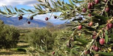 Danıştay'dan 'zeytinlikler' hakkında karar