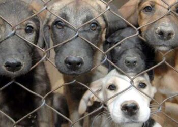 Elazığ barınak davasında yargılanan tüm sanıklar için beraat kararı verildi: ‘Hukuk katliamı’