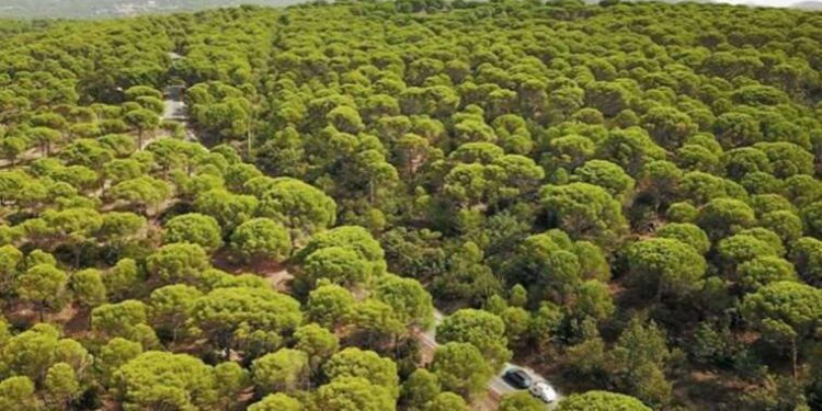 Akbelen Ormanı'ndan sonra şimdi de Kozak Yaylası'nda doğayı katledecekler